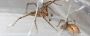 Say Goodbye to Creepy Crawlers With Effective Spider Pest Co
