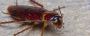 Reliable Cockroach Control in Melbourne with Eco-Friendly So