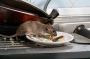 Quick and Professional Rat Removal Services in Melbourne