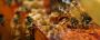 Fast and Reliable Beehive Removal in Melbourne