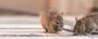 Melbourne's Expert Mice Removal Services