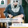 Expert Bee Hive Removal Services in Melbourne