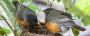 Reliable Bird Control in Melbourne for Your Property