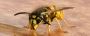 Wasps Control in Melbourne with Effective Pest Solutions