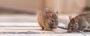 Effective Mice Removal Services in Melbourne for a Healthy S