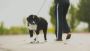 Reliable Dog Walking Service in Wakefield – Hoptonpaws Dog