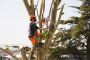 Need a reliable tree trimming service near me?