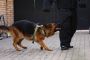 Reliable Dog Bite Attorney - Secure Your Compensation