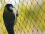 Effective Bird Control Nets in Dubai – Premium Quality by HP
