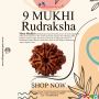  Purchase 9 Mukhi Rudraksha Original at Wholesale Price 