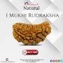 Get 1 Mukhi Rudraksha Online From Rashi Ratan Bhagya 