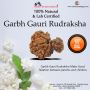  Shop Precious Garbh Gauri Rudraksha online 