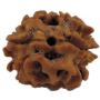 Get Lab Certified 2 Mukhi Rudraksha Online at Best Price
