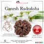 Buy Ganesh Rudraksha at Genuine Price