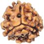 Buy 3 Mukhi Rudraksha At wholesale Price