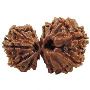Buy Gauri Shankar Rudraksha at aAffordable Price