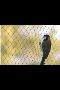 Say Goodbye to Birds Problems – Pigeon Net Services in Chemb