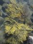 Top Raw Material for Seaweed Extract Fertilizer Products