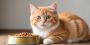 Do Cats Get Bored of Eating the Same Food Every Day? Do Cats Get Bored of Eating the Same Food Every Day?