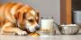 When to Transition Your Puppy Off Goat Milk When to Transition Your Puppy Off Goat Milk