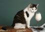Can Goat Milk Help Dogs with Skin Infections?