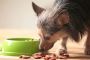 Can Goat Milk Improve Your Dog’s Gut Health?