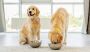 How Can Goat Milk for Dogs Help with Lactose Intolerance?