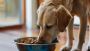 6 Clear Signals That Your Dog’s Diet Needs Fixing