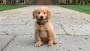 Should You Feed Your Dog Raw or Cooked Meat? Should You Feed Your Dog Raw or Cooked Meat?