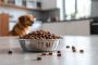 How Does Dog Food Impact Your Dog’s Longevity?