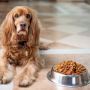 What Are the Benefits of Goat Milk for Dogs?