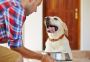 Can Probiotics for Dogs Boost Their Immune System?