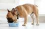 Discover the Best Dog Food for Your Furry Friend