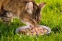 What Are the Benefits of Grain-Free Cat Food?