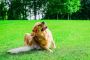 Best Food for Senior Dogs: Keep Your Pup Young at Heart