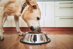 How to Find the Best Food for Your Picky Eater Dog