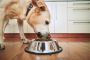 How to Find the Best Food for Your Picky Eater Dog