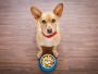 Is Camel Milk Good for Dogs? Here’s What You Should Know