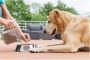 Is Goat Milk an Essential Part of a Dog’s Balanced Diet?