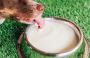Is Your Cat’s Food Really Meeting Its Nutritional Needs?