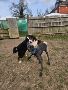 Overcoming Separation Anxiety: How Does Doggy Daycare Help? 