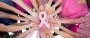Take Charge of Your Breast Health with iSCANBREAST: Breast H