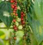 Black Pepper Plant- Grow In Your Home Black Pepper Plant- Grow In Your Home