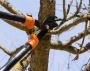 Best Tree Felling Services Johannesburg Best Tree Felling Services Johannesburg