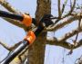 Finding Johannesburg Tree Prunning Experts