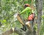 Looking For Tree Felling Near Me