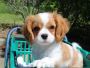King Cavalier Spaniel Puppy