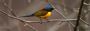  North East Birding tour