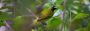 Bird Watching Adventures in the Andaman Islands