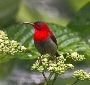 Birding in India Birding in India